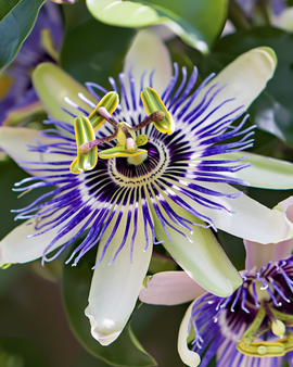 Passiflora Caerulea frön – passionsblomma, perenn Passiflora Caerulea