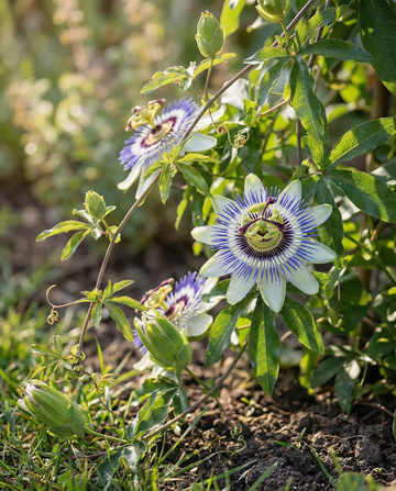 Passionsblomma (Passiflora caerulea) – fleråriga blomsterfrön från SeedsChoice