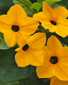 Black Eyed Susan frön – Thunbergia alata, flerårig klätterväxt
