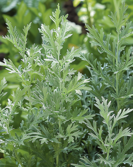 Artemisia Absinthium-frön Artemisia Absinthium flerårig ört