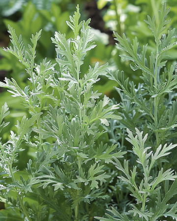 Artemisia Absinthium-frön Artemisia Absinthium flerårig ört (Artemisia absinthium) – flerårig ört