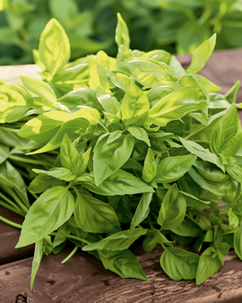 Citronbasilfrön Ocimum Basilicum Ettårig Ört