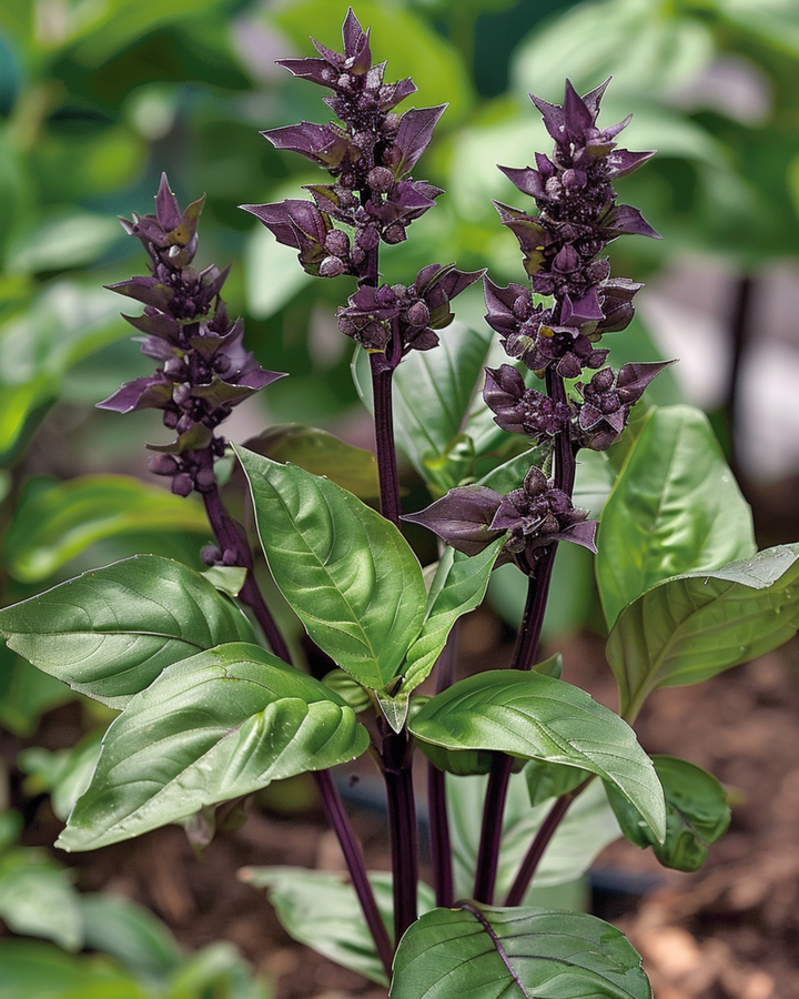 Frön av kanelbasilika (Ocimum basilicum) – ettårig ört