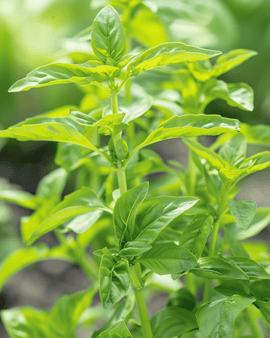 Söt basilika frön Ocimum basilicum ettårig småbladig ört