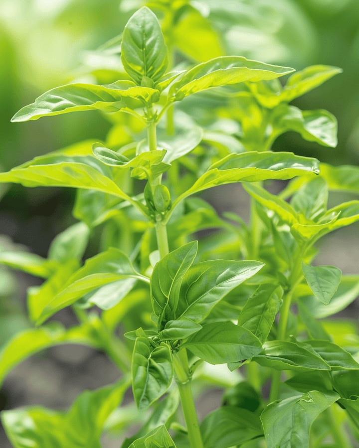 Frön av söt basilika Small Leaved (Ocimum basilicum) – ettårig ört