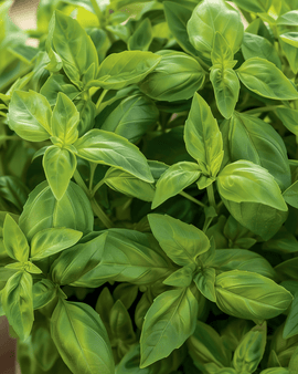 Krukbasilika-frön Ocimum basilicum Bascuro Dark Green ettårig ört