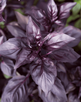 Frön till basilika Dark Opal Ocimum basilicum – ettårig ört