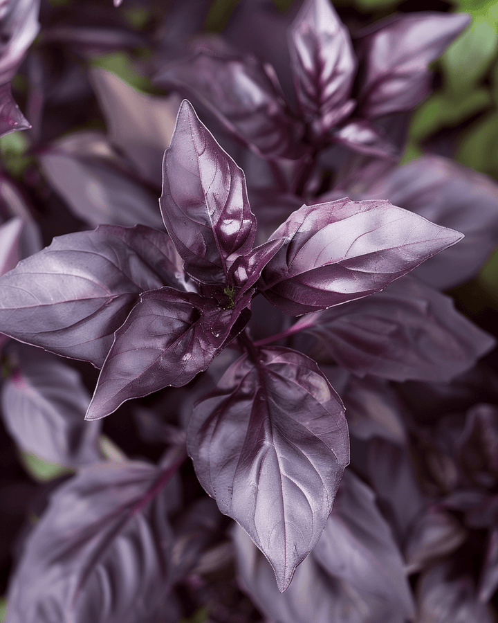 Frön till basilika Dark Opal (Ocimum basilicum) – ettårig ört
