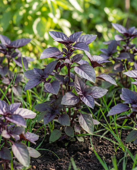 Basilika Dark Opal (Ocimum basilicum) – ettåriga örtfrön från SeedsChoice