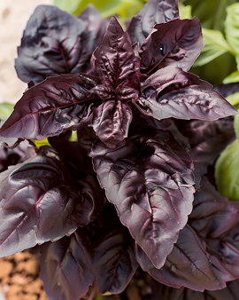 Söt basilika Red Lizzy frön Ocimum basilicum ettårig ört