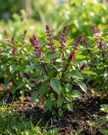 Söt basilika Siam Queen (Ocimum basilicum) – frön av ettårig ört från SeedsChoice