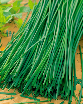 Chives Prager frön Allium schoenoprasum flerårig ört