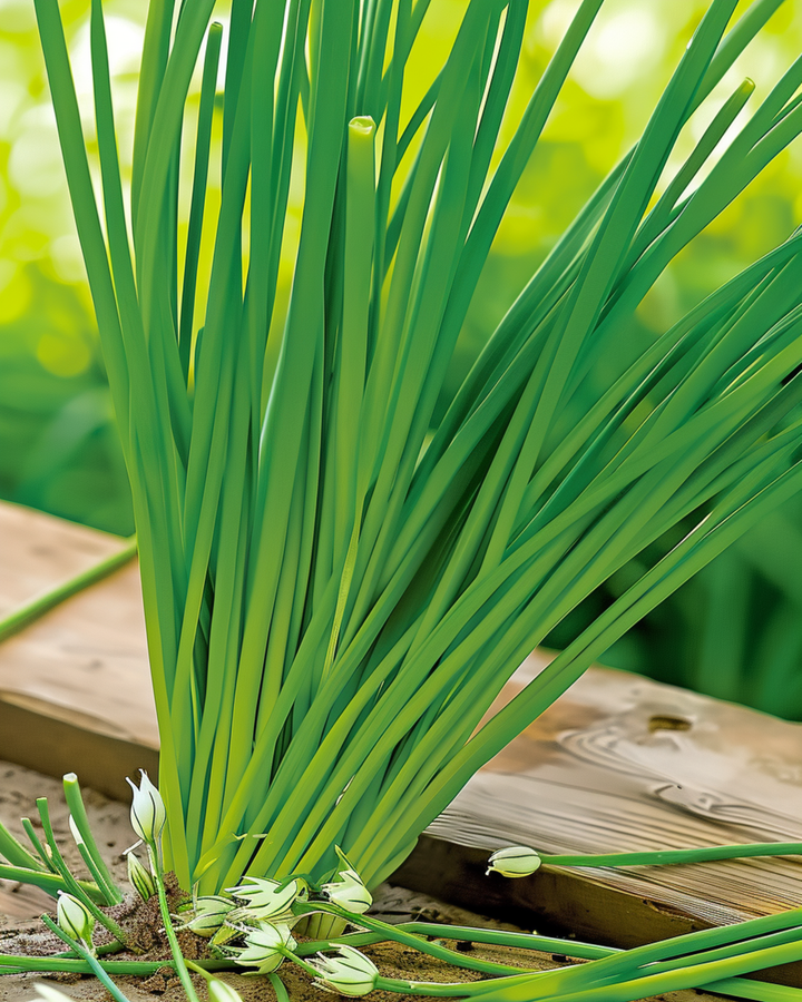 Vitlöksgräslök White frön (Allium tuberosum) – flerårig ört