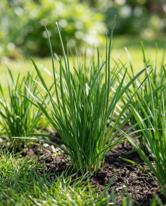 Vitlöksgräslök White (Allium tuberosum) – frön till flerårig ört från SeedsChoice