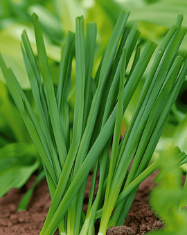 Piplöksfrön Allium Fistulosum flerårig Winterhecke