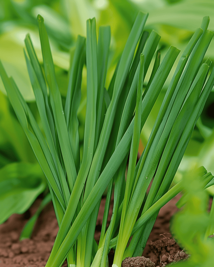 Piplök Winterhecke-frön (Allium fistulosum) – flerårig grönsak