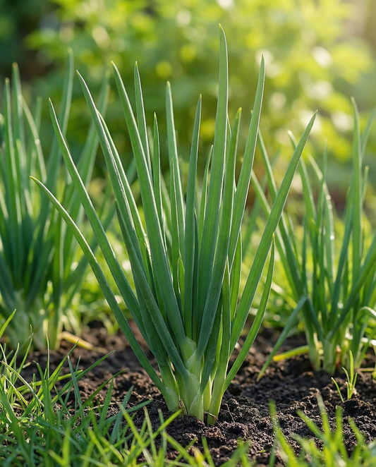 Piplök Winterhecke (Allium fistulosum) – frön av flerårig grönsak från SeedsChoice