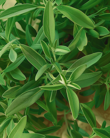 Trädgårdssommarsavory frön (Satureja hortensis) – ettårig ört