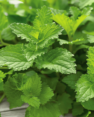 Citronmeliss örtté frön (Melissa officinalis) – flerårig ört