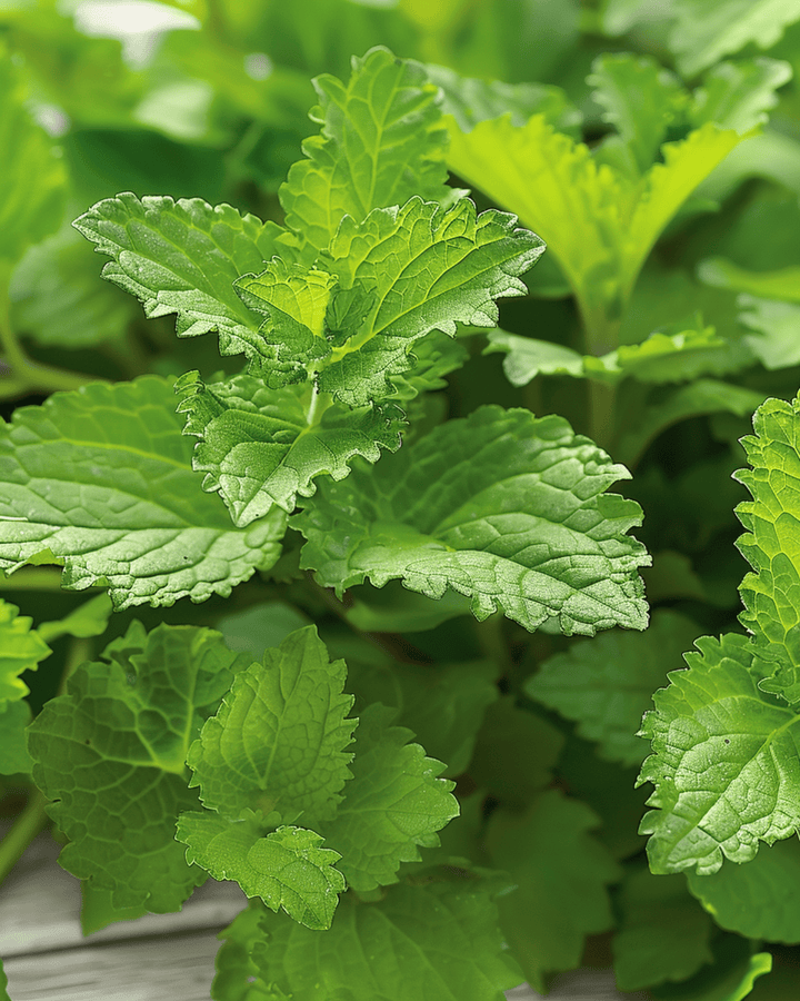 Citronmeliss örtté frön (Melissa officinalis) – flerårig ört
