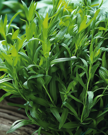Rysk dragonfrön (Artemisia dracunculus) – flerårig ört