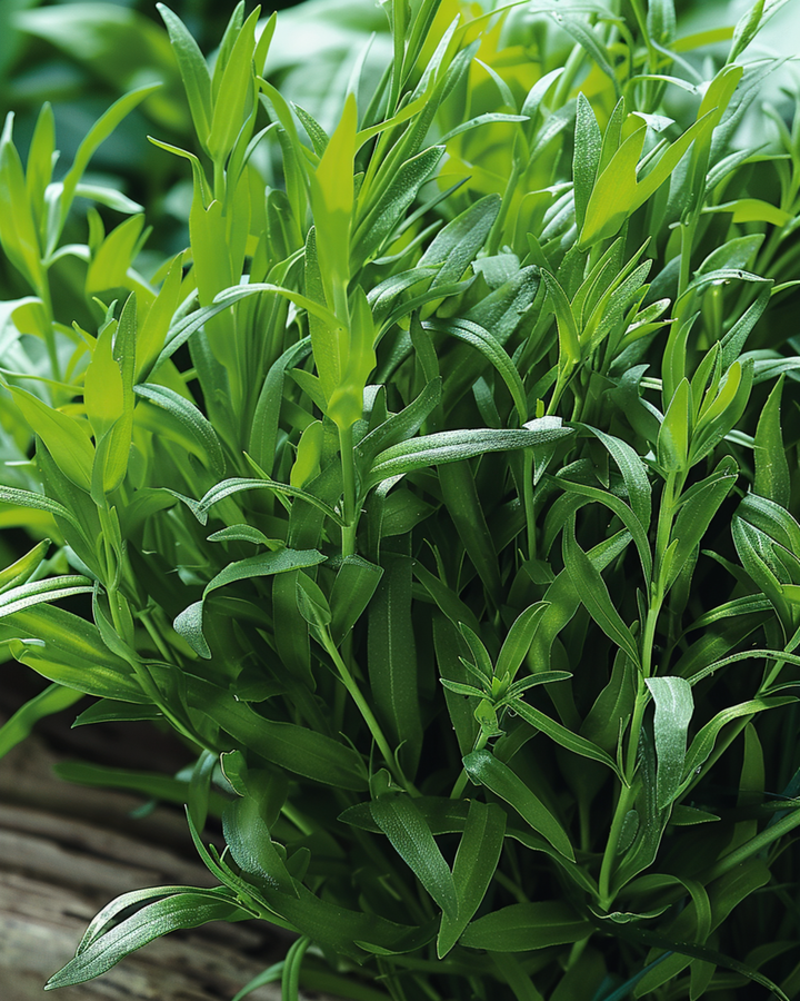 Rysk dragonfrön (Artemisia dracunculus) – flerårig ört