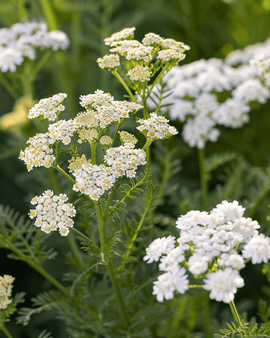 Röllekafrön Achillea Millefolium Flerårig Ört