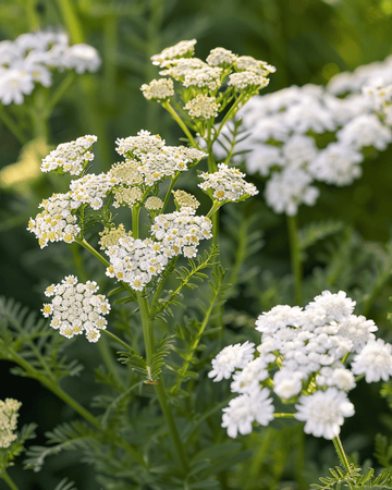 Röllekafrön (Achillea millefolium) – flerårig ört