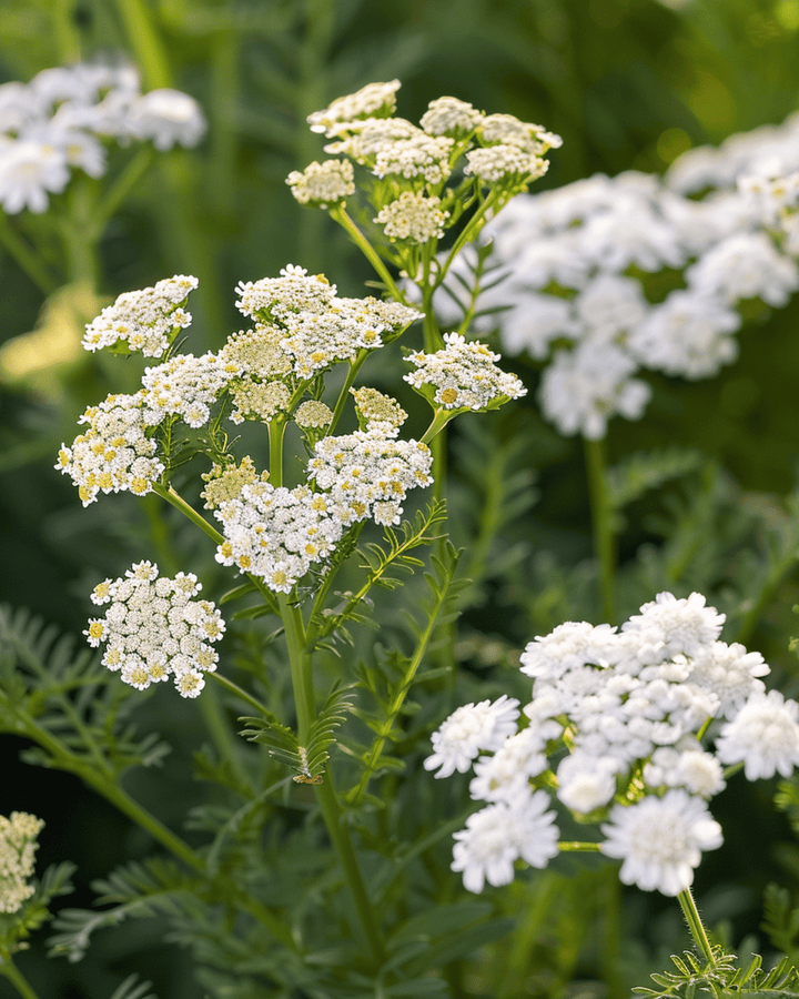 Röllekafrön (Achillea millefolium) – flerårig ört