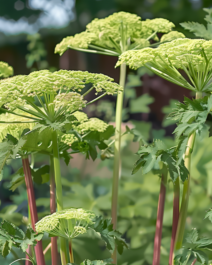 Angelikafrön Angelica archangelica flerårig ört (Angelica archangelica) – flerårig ört
