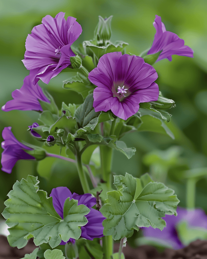 Malvafrön (Malva sylvestris) – flerårig ört