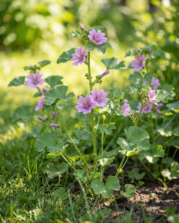 Malvafrön (Malva sylvestris) – flerårig ört från SeedsChoice