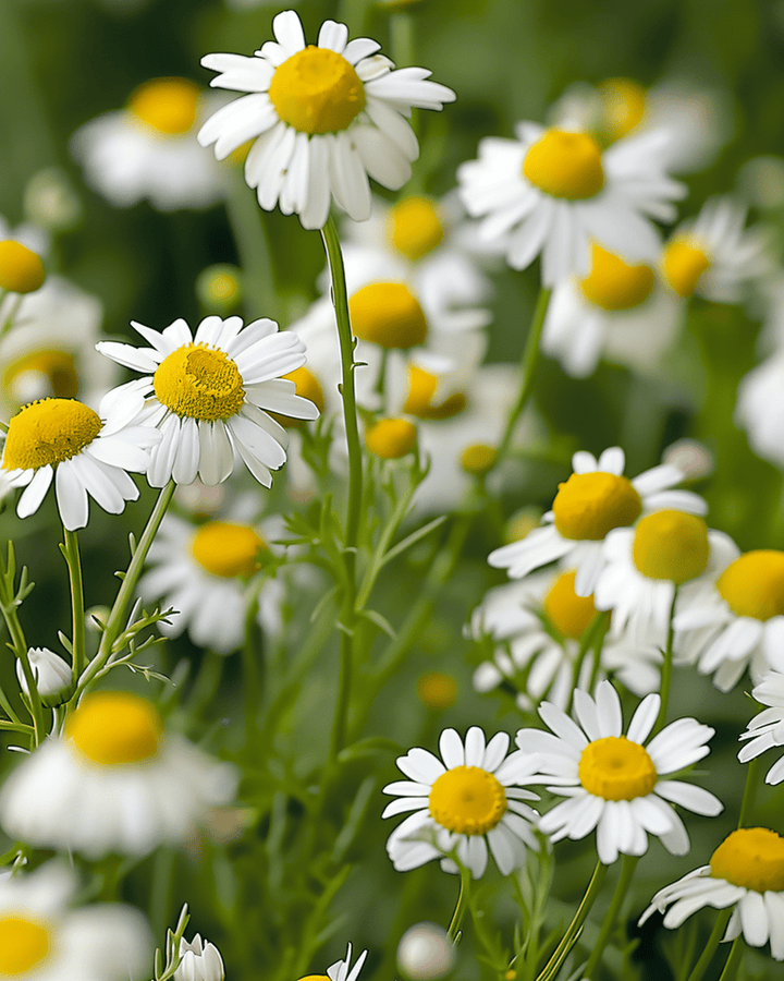 Kamomillfrön (Matricaria chamomilla) – ettårig ört