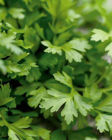 Körvel Culinary-frön (Anthriscus cerefolium) – ettårig ört