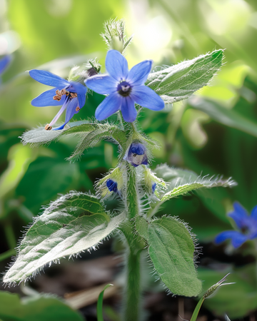 Ätliga gurkörtsfrön (Borago officinalis) – ettårig ört