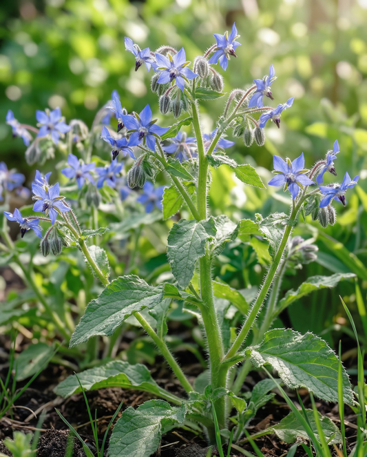 Ätlig gurkört (Borago officinalis) – ettåriga örtfrön från SeedsChoice