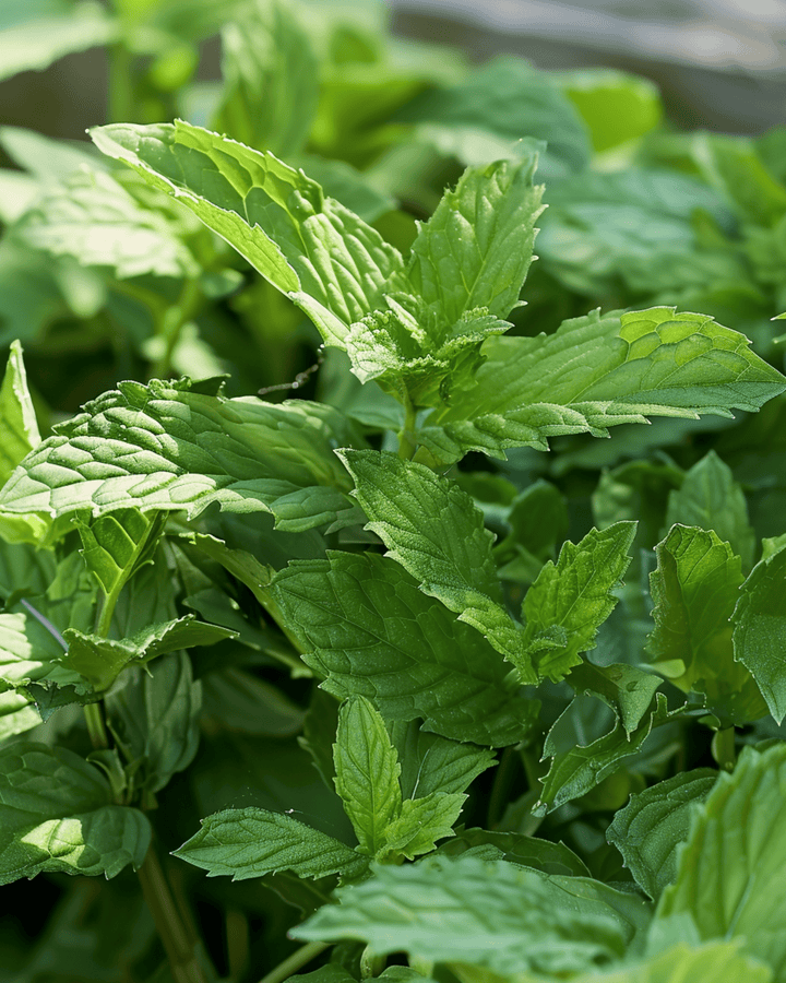 Grönmyntafrön (Mentha spicata) – flerårig ört