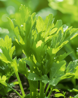 Libbstickafrön Levisticum Officinale Flerårig Ört Soppa