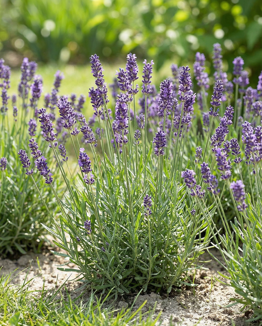 Äkta lavendel (Lavandula angustifolia) – frön av flerårig ört från SeedsChoice