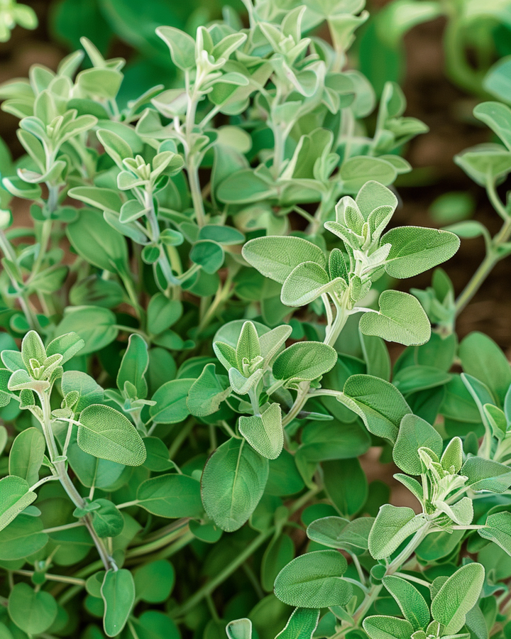 Mejramfrön (Majorana hortensis) – ettårig ört