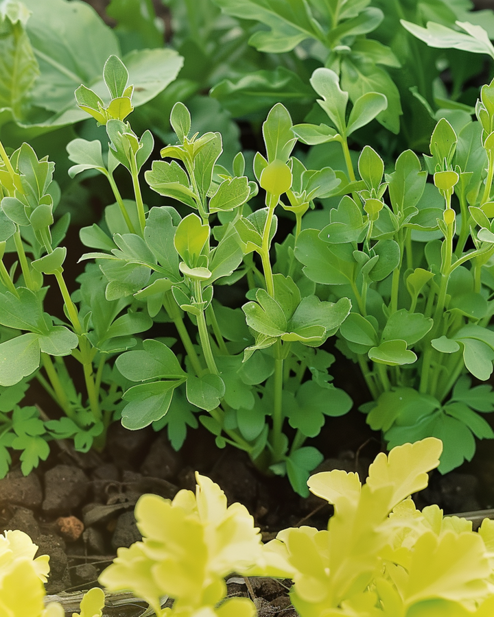 Gul senap frön (Sinapis alba) – ettårig ört