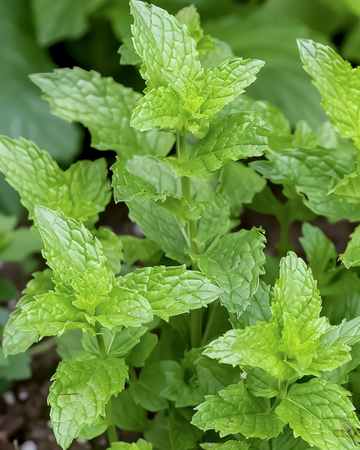 Pepparmint örtte (Mentha piperita) – fleråriga örtfrön från SeedsChoice