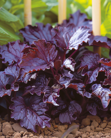Shiso Red Leaved frön (Perilla frutescens) – ettårig ört