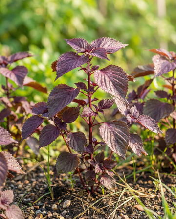 Shiso Red Leaved (Perilla frutescens) – ettåriga örtfrön från SeedsChoice