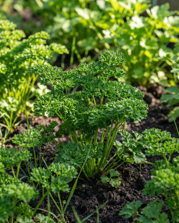 Krusbladig persilja (Petroselinum crispum) – tvååriga frön från SeedsChoice