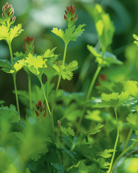 Pimpinellfrön Sanguisorba minor flerårig ört