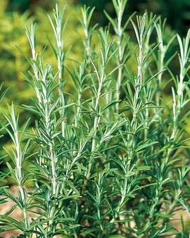 Rosmarin vanlig frön Rosmarinus Officinalis flerårig ört