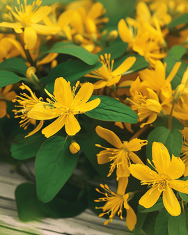 Johannesörtsfrön Hypericum Perforatum flerårig ört