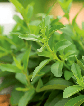 Steviabladsfrön Stevia Rebaudiana flerårig ört