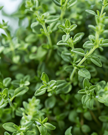 Frön till tysk vinterkryddtimjan (Thymus vulgaris) – flerårig ört